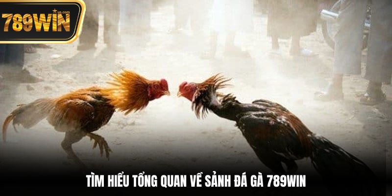 Đá Gà 789win - Nơi Hội Tụ Những Trận Đấu Chọi Kê Đỉnh 4 Tìm hiểu tổng quan về sảnh đá gà 789win